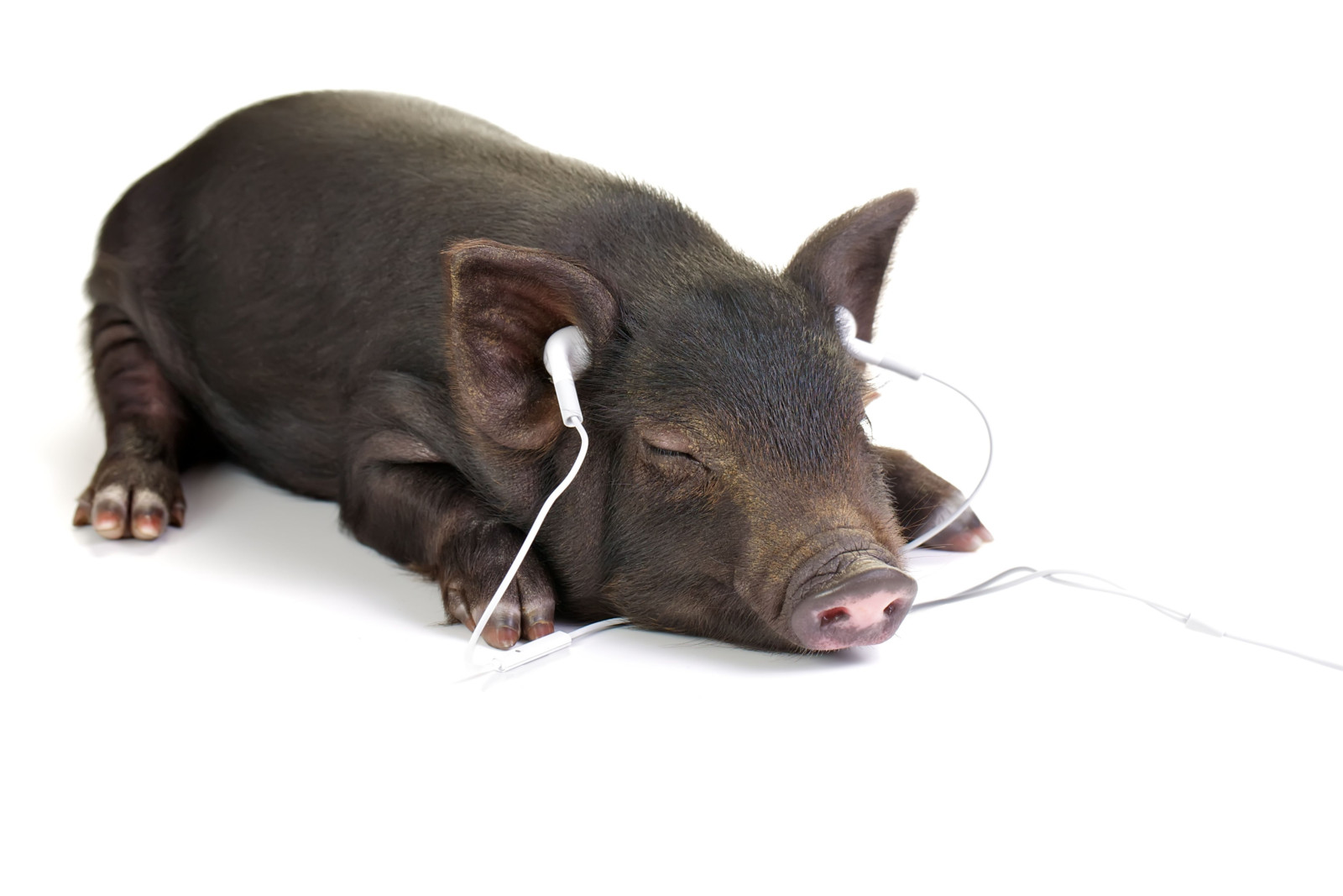 braunes Schwein liegt und hört Musik über Kopfhörer
